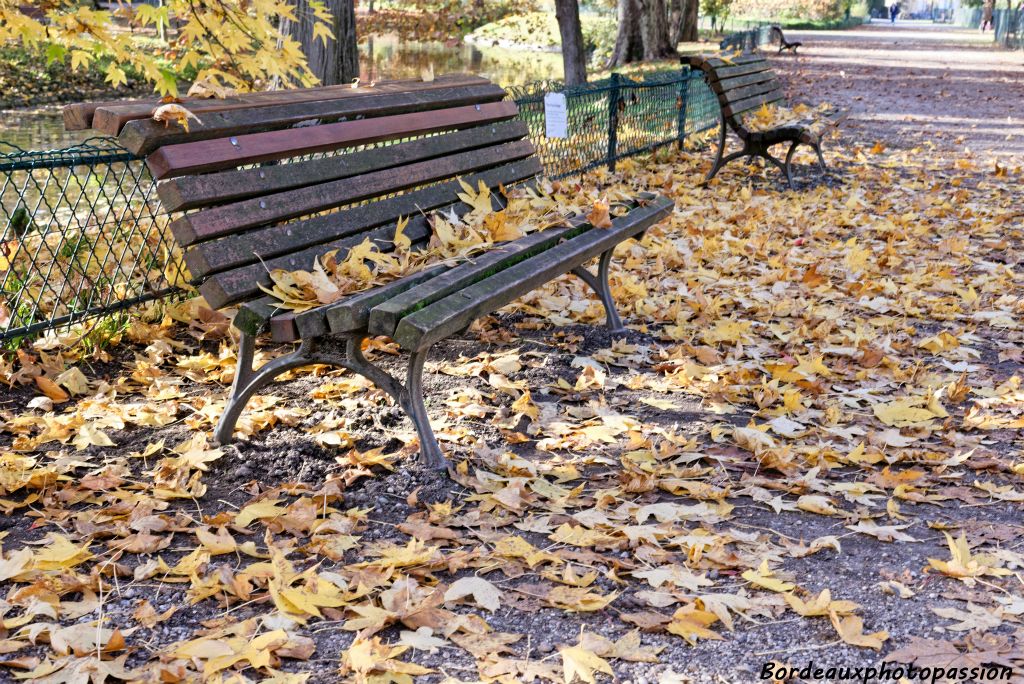 Tapis de feuilles sur les bancs publics.